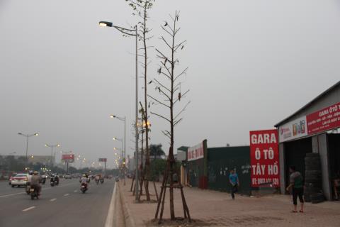 Hà[-]Nội:[-]Cây[-]mới[-]trồng[-]đang[-]chết[-]hàng[-]loạt